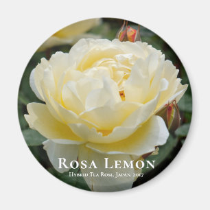 Aimant Rosa Lemon