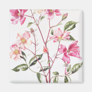 Aimant Rosa 'Mutabilis' 1996