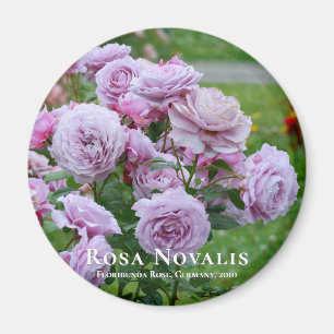 Aimant Rosa Novalis