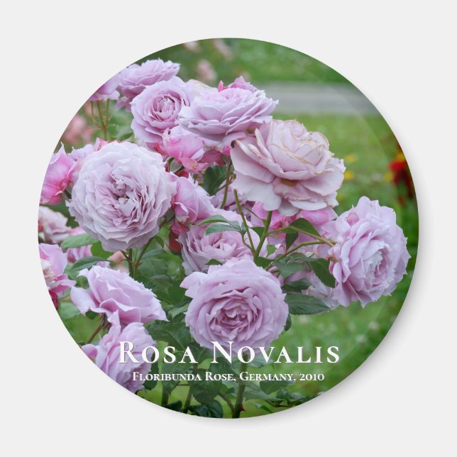 Aimant Rosa Novalis (Devant)