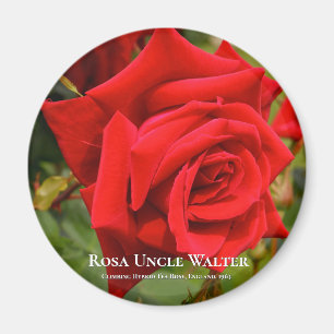 Aimant Rosa Oncle Walter