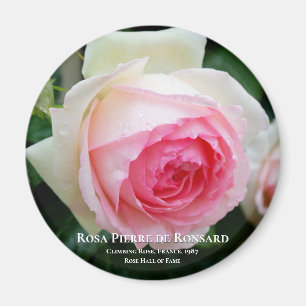 Aimant Rosa Pierre de Ronsard