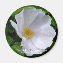 Rosa rugosa マ グ