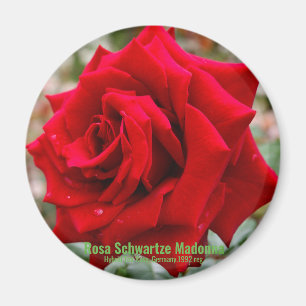 Aimant Rosa Schwartze Madonna [Aimant Rond]