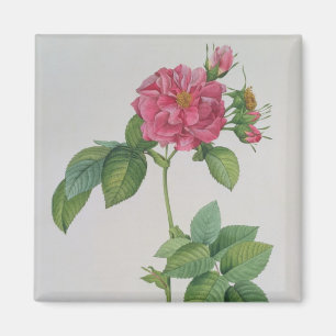 Aimant Rosa Turbinata, de, Les Roses', vol. 1, 1817