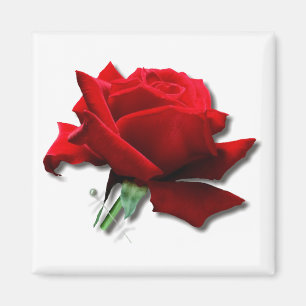 Aimant Rose