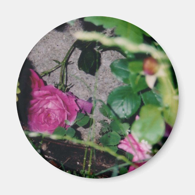 Aimant rose (Devant)