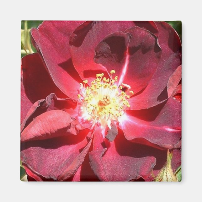 Aimant Rose (Devant)