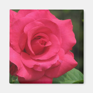 Aimant Rose