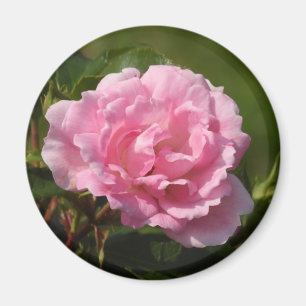 Aimant rose