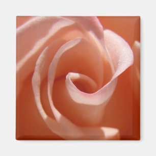 Aimant Rose