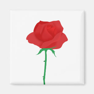 Aimant Rose
