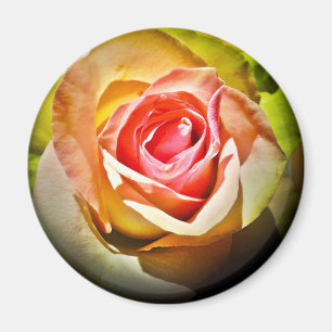 Aimant Rose