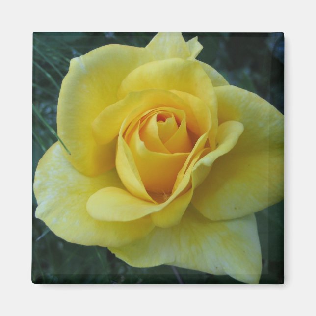 Aimant rose2 jaune (Devant)