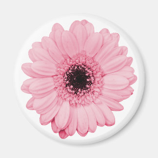 Aimant rose avec une belle fleur de gerbera