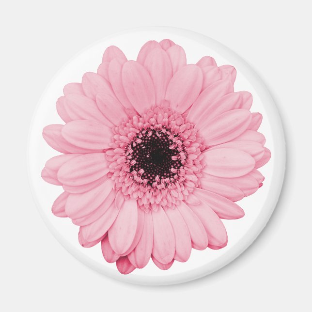 Aimant rose avec une belle fleur de gerbera (Devant)