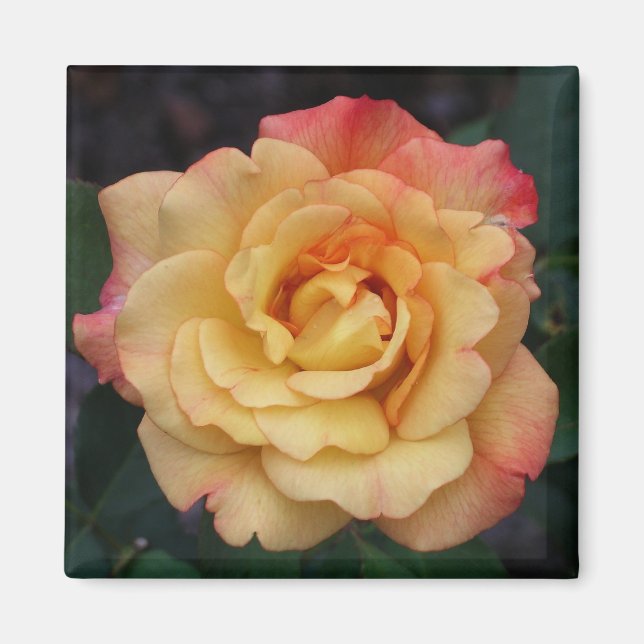 Aimant Rose Beautiful Pink and Yellow Floral (Devant)