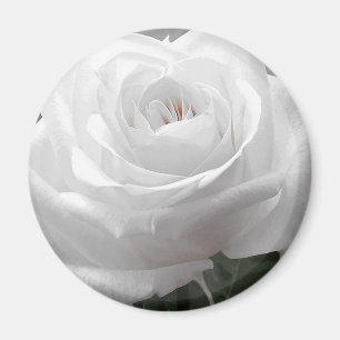 Aimant Rose blanc