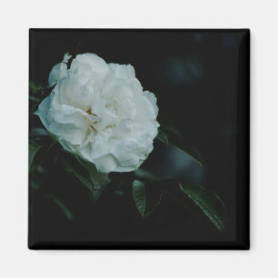 Aimant Rose blanche