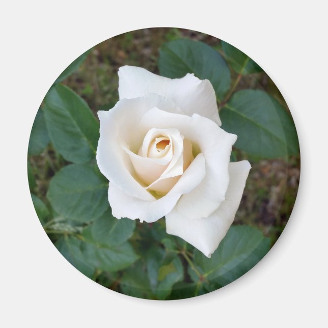 Aimant rose blanche (Devant)