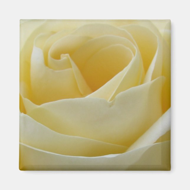 aimant rose blanche crème (Devant)