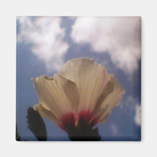 Aimant Rose blanche dans le ciel bleu nuageux