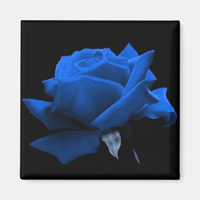 Aimant Rose bleu (Devant)
