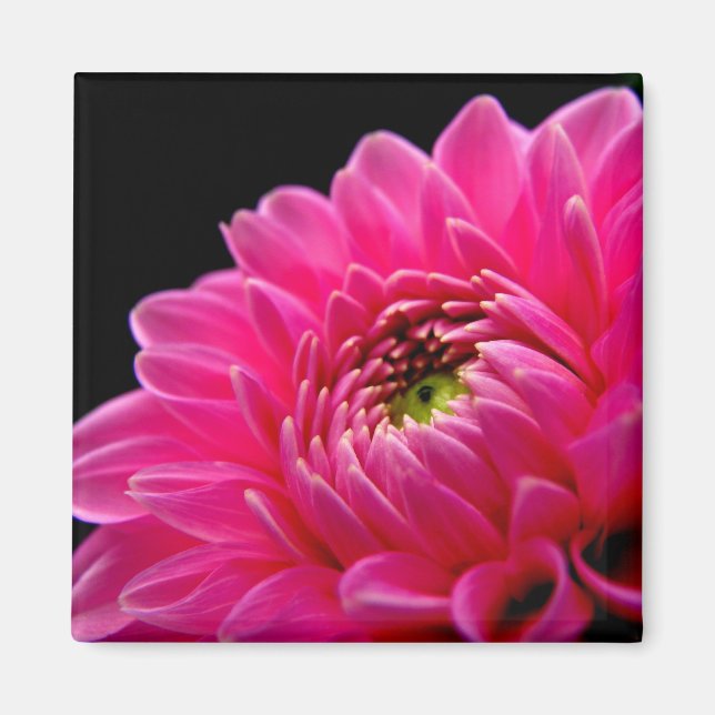 Aimant rose Dahlia (Devant)