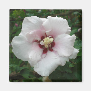 Aimant Rose d'aimant de Sharon