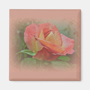 Aimant Rose de paix en fleurs