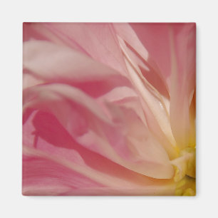 Aimant rose d'ombre