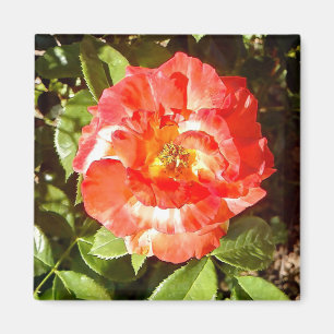 Aimant Rose du jour ensoleillé.......