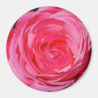 Aimant Rose Escalade rose