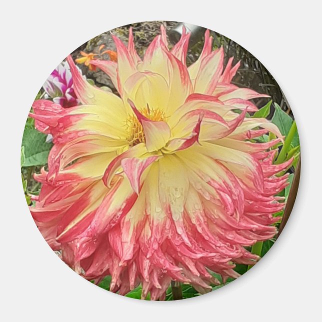 Aimant rose et jaune Dahlia (Devant)