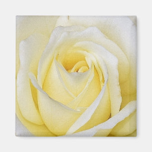 Aimant rose jaune