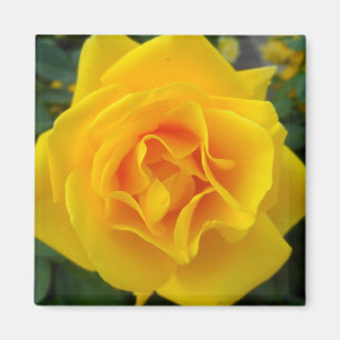 Aimant Rose jaune