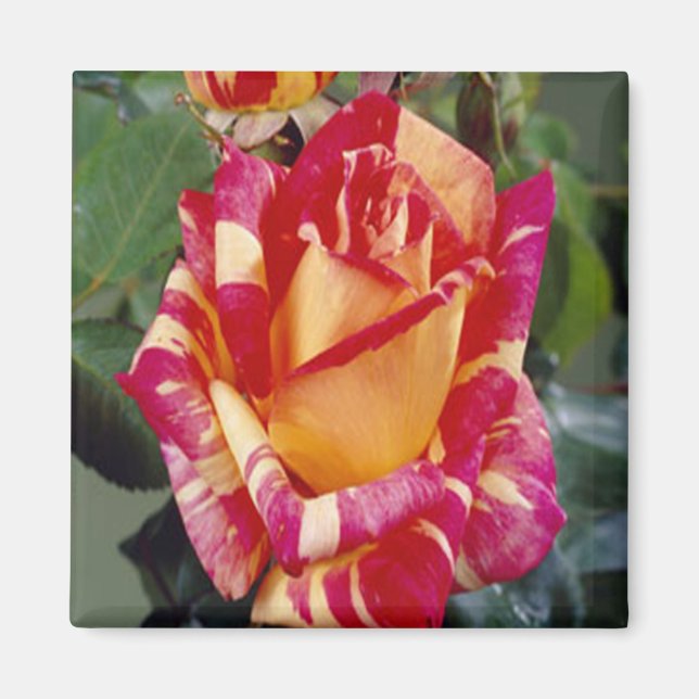Aimant rose jaune (Devant)