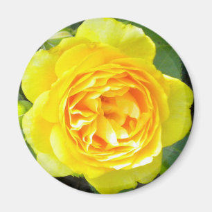 Aimant rose jaune