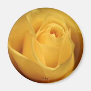 Aimant Rose jaune, S Cyr