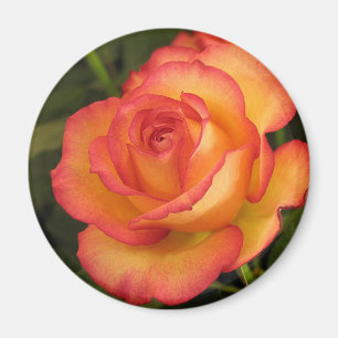 Aimant Rose orange