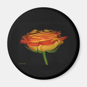 Aimant rose orange et jaune