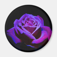 Rose pourpre avec gouttes d'eau sur Arrière - plan