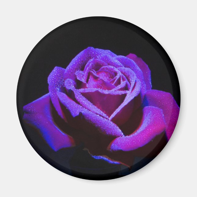 Aimant Rose pourpre avec gouttes d'eau sur Arrière - plan (Devant)