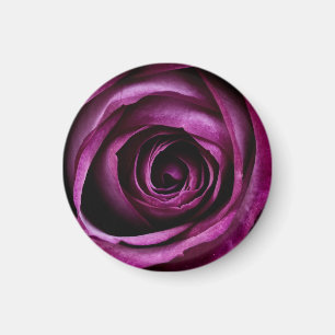 Aimant Rose Pourpre Foncé En Gros Plan