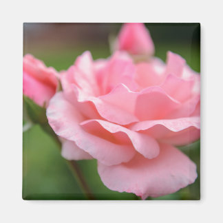 Aimant Rose Rose