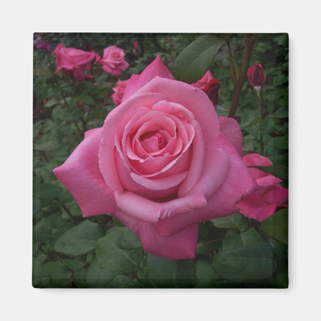 Aimant Rose Rose (Devant)