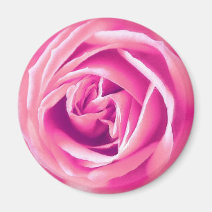 Aimant rose rose rose