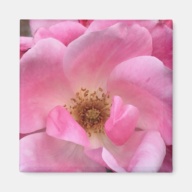 Aimant Rose rose rose (Devant)