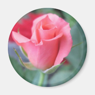 Aimant Rose rose rose