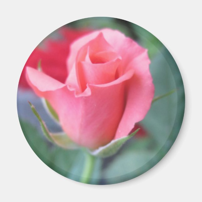 Aimant Rose rose rose (Devant)